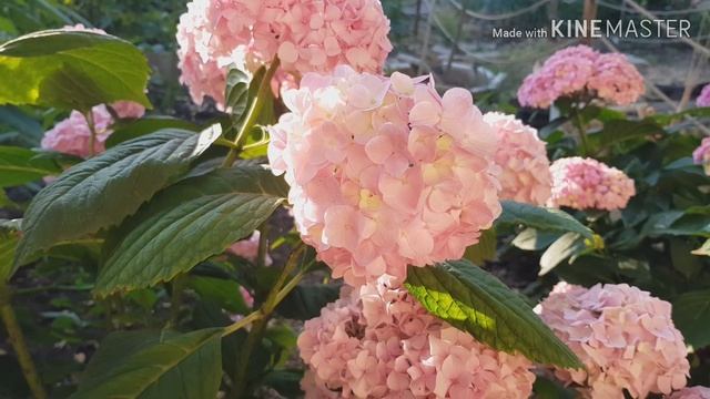 Гортензии 20 июня. Кормление птенцов смотреть онлайн