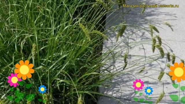 Осока гладконосая. Краткий обзор, описание характеристик carex leiorhyncha смотреть онлайн