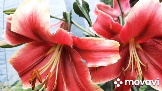 Лилии ОТ гибриды Африканская Леди,Биг Бразер, Лавон, Пурпл Принц, Пурпл Леди, Малдано. смотреть онлайн