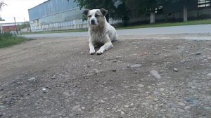 Настоящий хатико