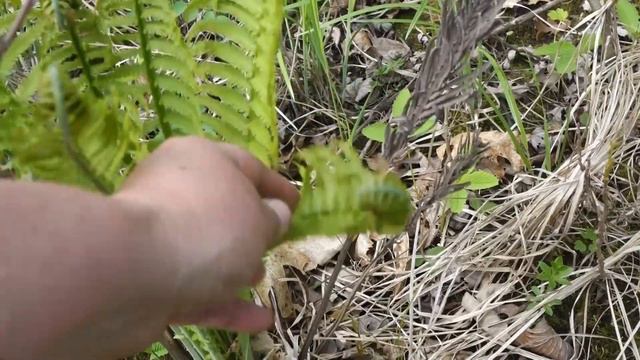 Basswood Leaves, Pine Tips, and Ostrich Ferns - Wild Salad and Cookout смотреть онлайн