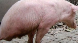 5 Шокирующих Мутаций Животных 3 часть