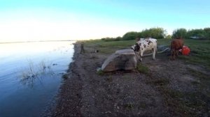 Рыбалка на Енисее .  Елец на донку. Стадо быков Атакуют