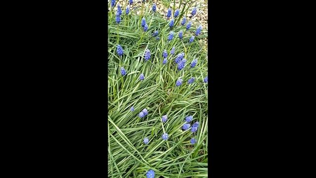 Мускари. #первоцветы#мускари #цветы #весенниецветы смотреть онлайн