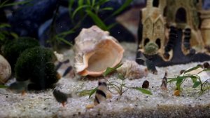 Барбусы суматранские и мутанты мшистые/ Puntigrus tetrazona