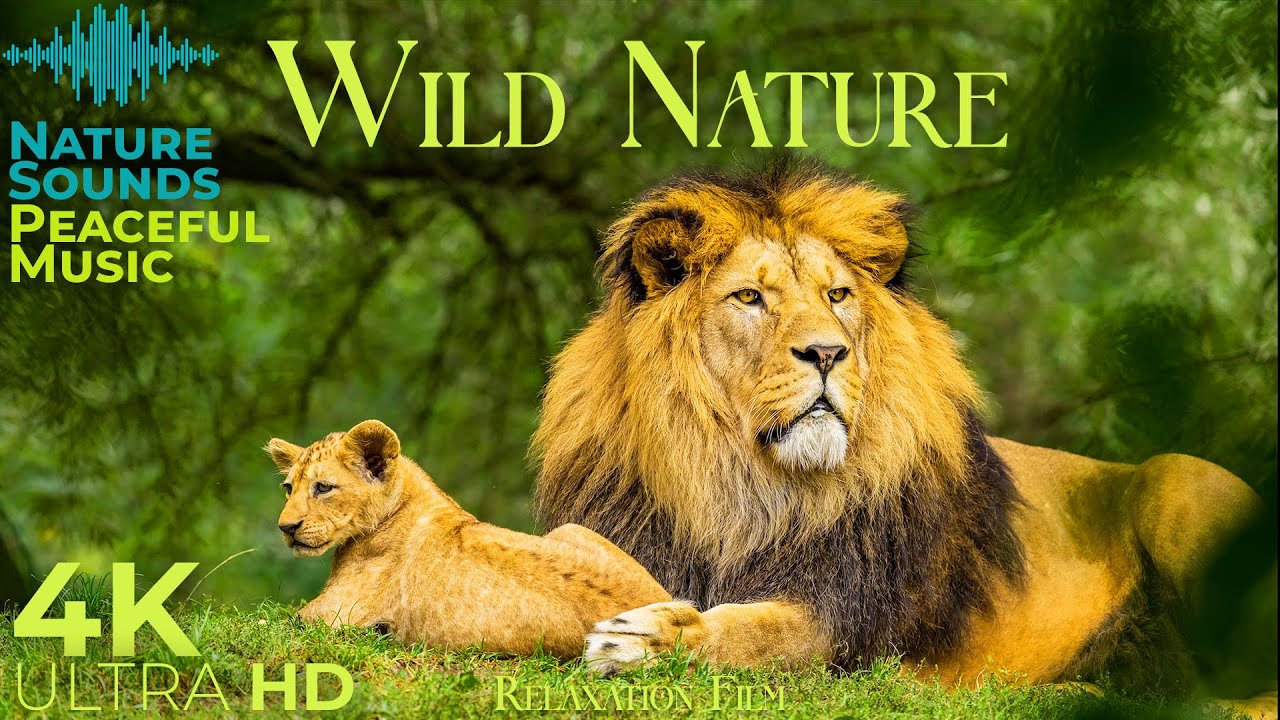 Дикая природа - Расслабляющая музыка и красивые виды Full HD смотреть онлайн