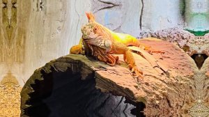 ВИНПЕРЛ ФУКУОК | Как не запутаться в парках | Сафари-парк и Парк развлечений