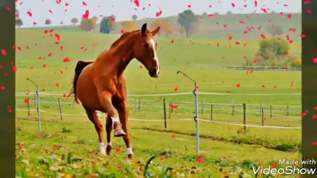 Картинки лошади!!!!!😙😙😙 смотреть онлайн