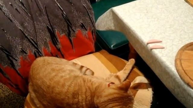 КОТ и КОЛБАСА смотреть онлайн