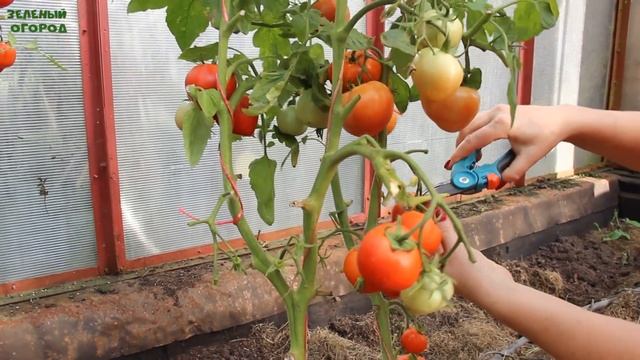 ДЕРЕВЕНСКИЙ F1! ОБЗОР СОРТОВ ТОМАТОВ! Советы от ЗЕЛЕНОГО ОГОРОДА! смотреть онлайн
