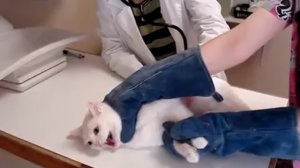 Адский кот на приеме у ветеринара