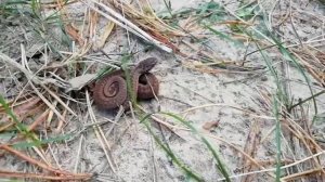 Гадюка обыкновенная (коричневая)