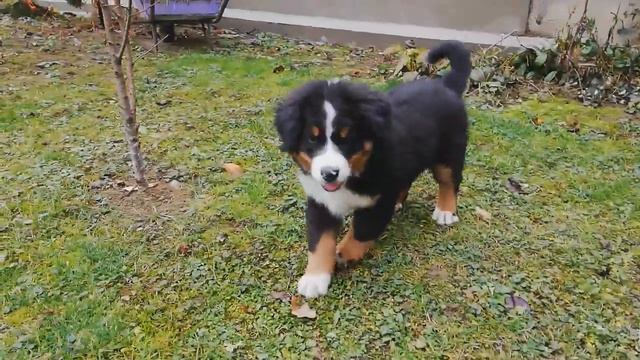 Цуценя бернського зенненхунда смотреть онлайн