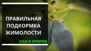 Как подкормить жимолость правильно