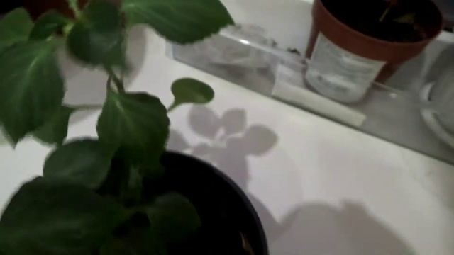 БАЛЬЗАМИН-первый раз зацвел, КОМНАТНЫЕ ЦВЕТЫ и уход за ними