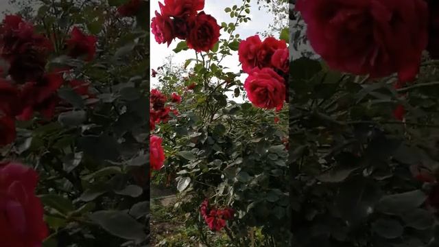 Роза Симпатия # смотреть онлайн