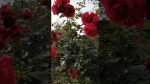 Роза Симпатия #