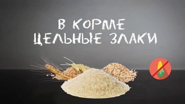 Что кладут в корм для собак? Вся прада о корме для собак.