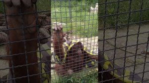 Дана из Тайгана модный кутюрье