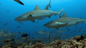 Great Barrier Reef – Virtual Feld Trip