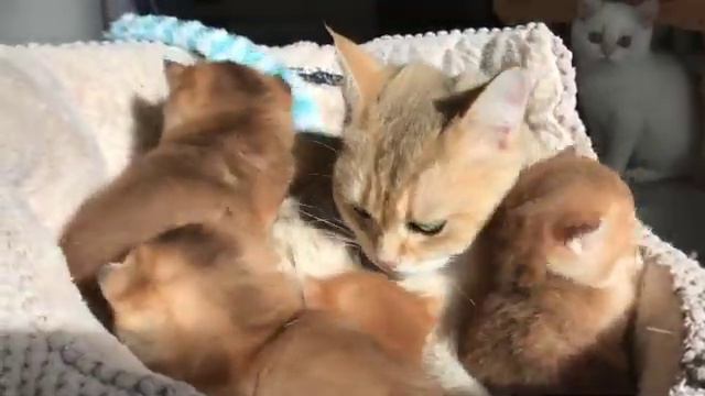 🤩🤩ШОК🤩 БОМБИЧЕСКИЕ КОТЯТА🙀🙀🙀ЗОЛОТАЯ ШИНШИЛЛА🧡