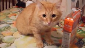 кот ворует еду