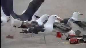 Накормили чаек слабительным