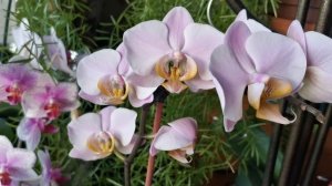 Фаленопсис Salinas. Описание сорта.. Почему его так назвали?