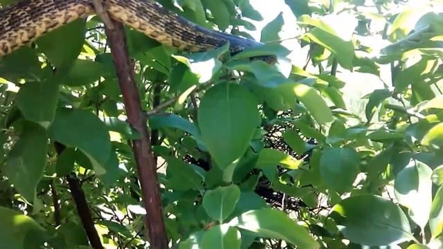 Змея на кусте сирени. смотреть онлайн