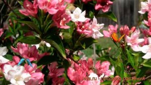 Вейгела цветущая Виктория (weigela florida viktoria) ? обзор: как сажать, саженцы вейгелы Виктория