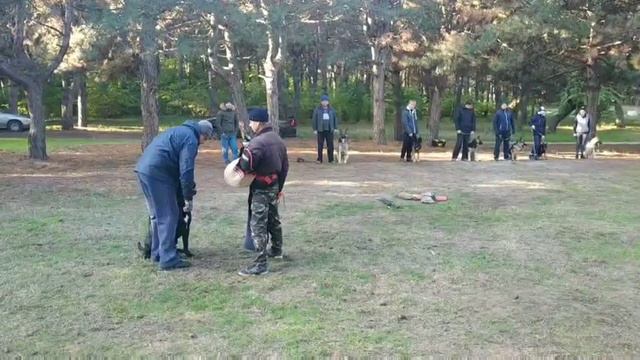 Обучение кане корсо Ахил. Как кусать и правильно прекращать атаку