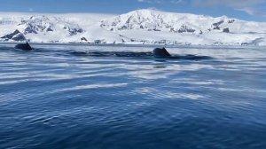 ЗВУКИ КИТОВ,ДЕЛЬФИНОВ,МОРЯ,ОКЕАНА. ВИДЕО ДЛЯ ДЕТЕЙ.