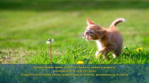 #Притча о маленькой птичке