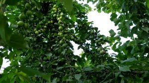 Результат прививки алычи на абрикос