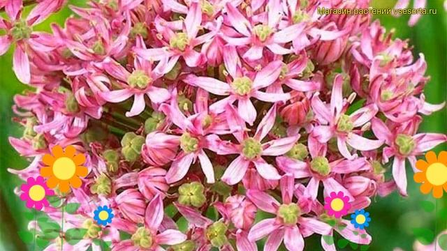 Лук декоративный Пинк Джевел. Краткий обзор, описание характеристик allium Pink Jewel смотреть онлайн