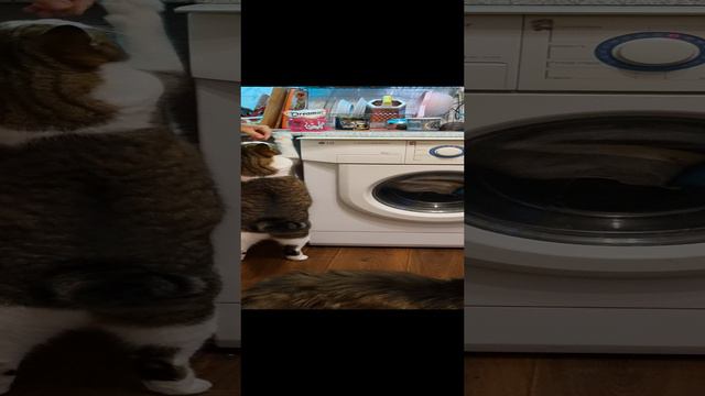 Хочет вкусняшку #котики #смешныеживотные смотреть онлайн