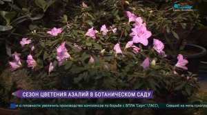 Сезон цветения азалий в Ботаническом саду Петра Великого