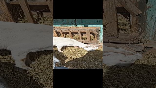 Зефирка - чудо чудесное😃