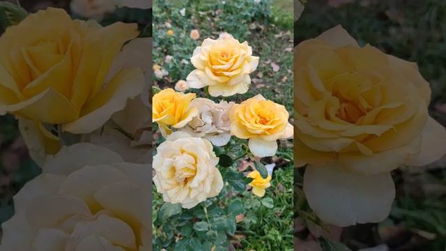 YELLOW ROSES AT CHANDIGARH ROSE GARDEN