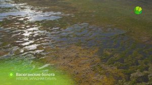 Без Комментариев: Васюганские Болота
