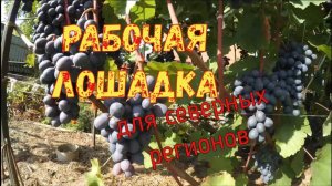 Агат Донской. Обзор виноградника Вадима Точилина/ Agate Donskoy. Overview of Vadim Tochilin Vineyard