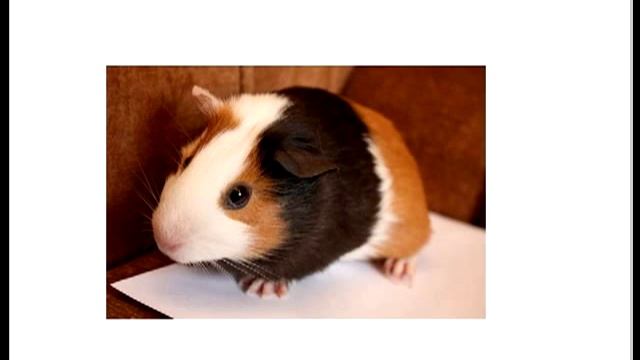 История про морскую свинку смотреть онлайн