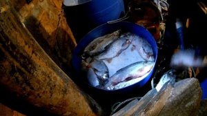 Язь колодкой. Сухой посол рыбы..mp4