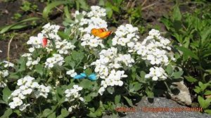 Арабис кавказский (arabis caucasica) ? кавказский арабис обзор: как сажать, рассада арабиса
