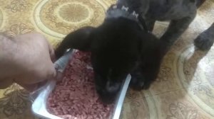 Правильное кормление щенка дратхара