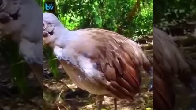 Лирохвост из Австралии! смотреть онлайн