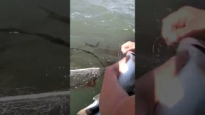 Сахалинская кунджа на три кило! Залив терпения