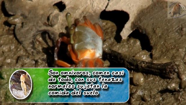 cangrejo violinista de agua salubre: El cangrejo con pinza grande - documental de animales salvajes смотреть онлайн