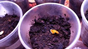 Огород на стеллаже. Борюсь с вредителями. Комарики - 1 : я - 0.