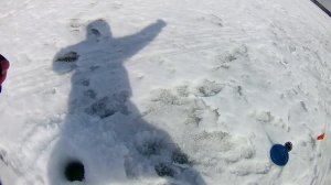 Аргази начинают радовать,повторная прогулка за щукой. Аргази 31. 03. 2019года.